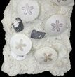 Spectacular Fossil Sand Dollar Cluster With Whale Bone #22840-5